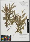 Foto von Salix alba L.
